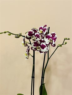 Benekli Orkide