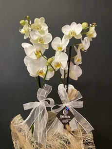 Çİft Dal Beyaz Orkide 