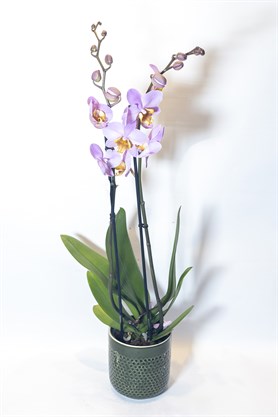 Lila Orkide 