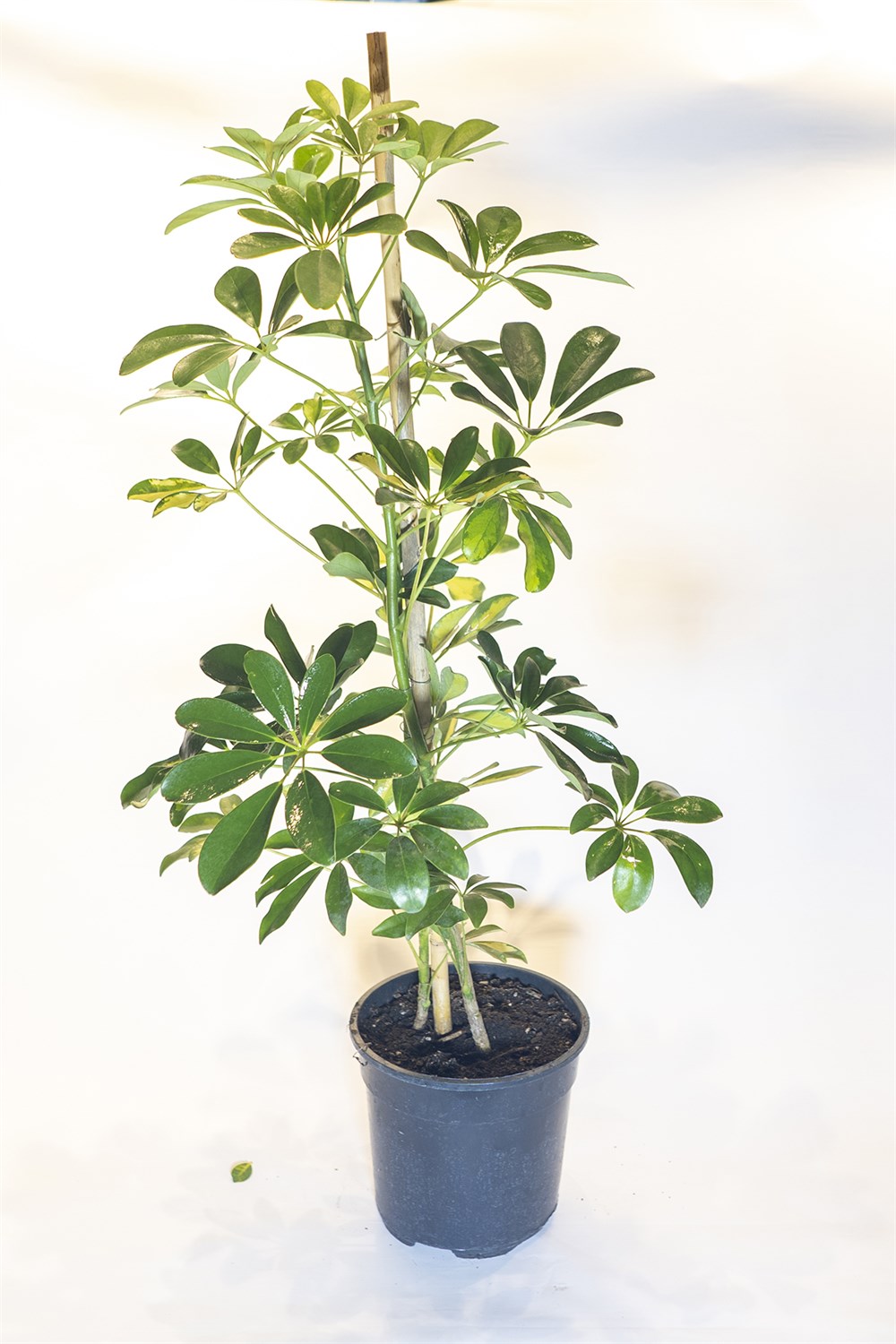 Şeflora Bitkisi