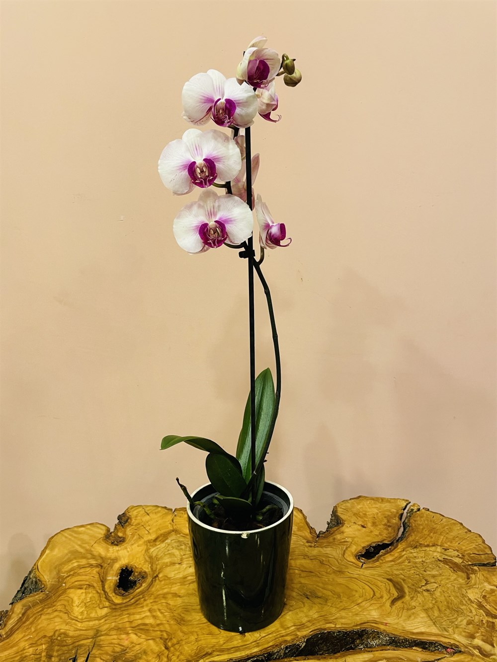 Pembe Tek Dal Orkide