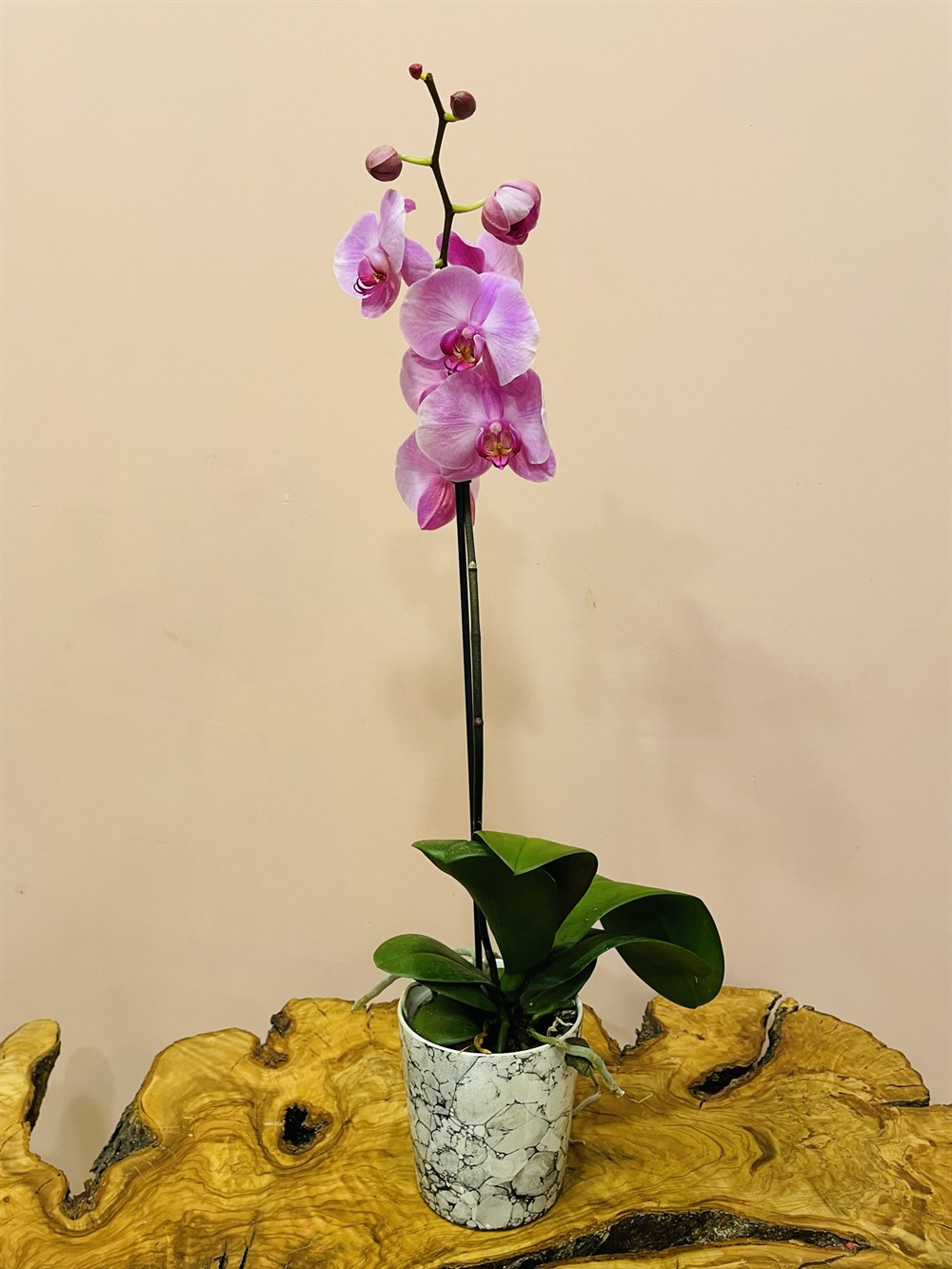 Tek Dal İthal Orkide