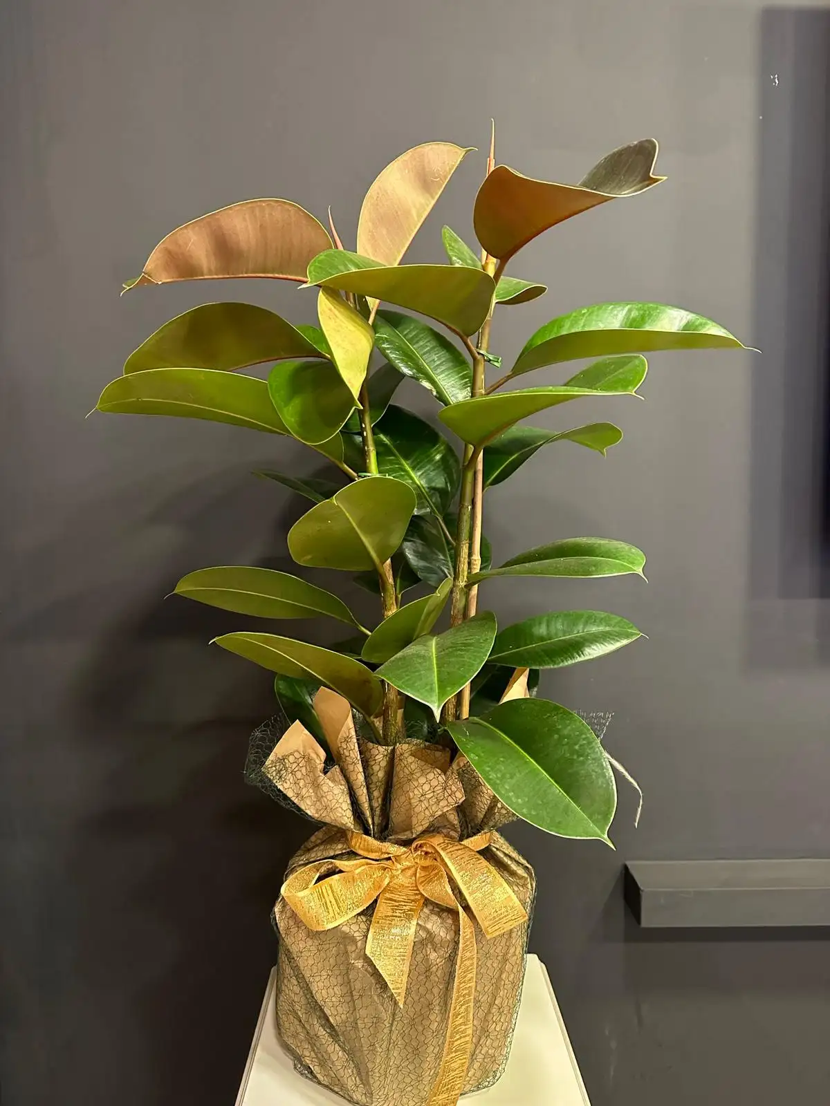 2'Lİ Kaucuk Salon Bitkisi 