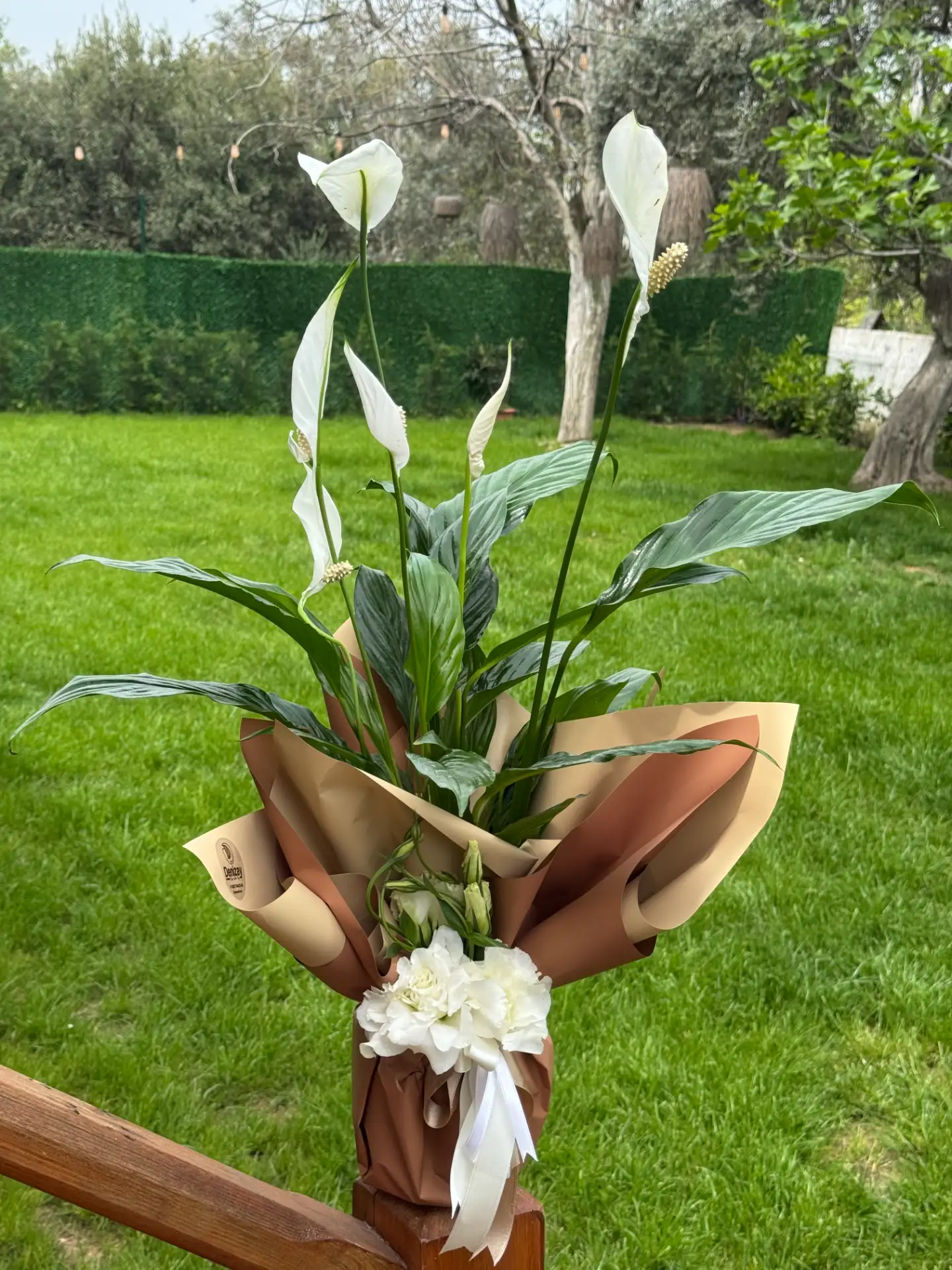 Spathfilyum Çiçeği 