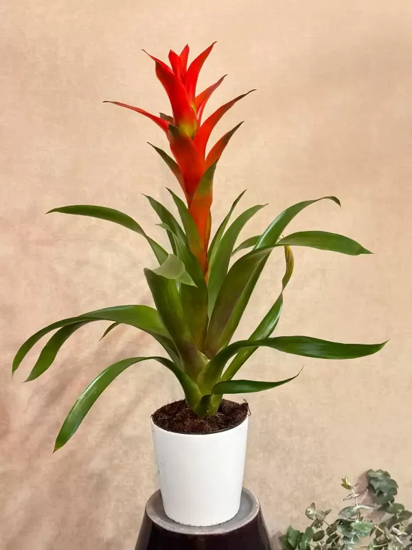 Ateş Kırmızısı Guzmania