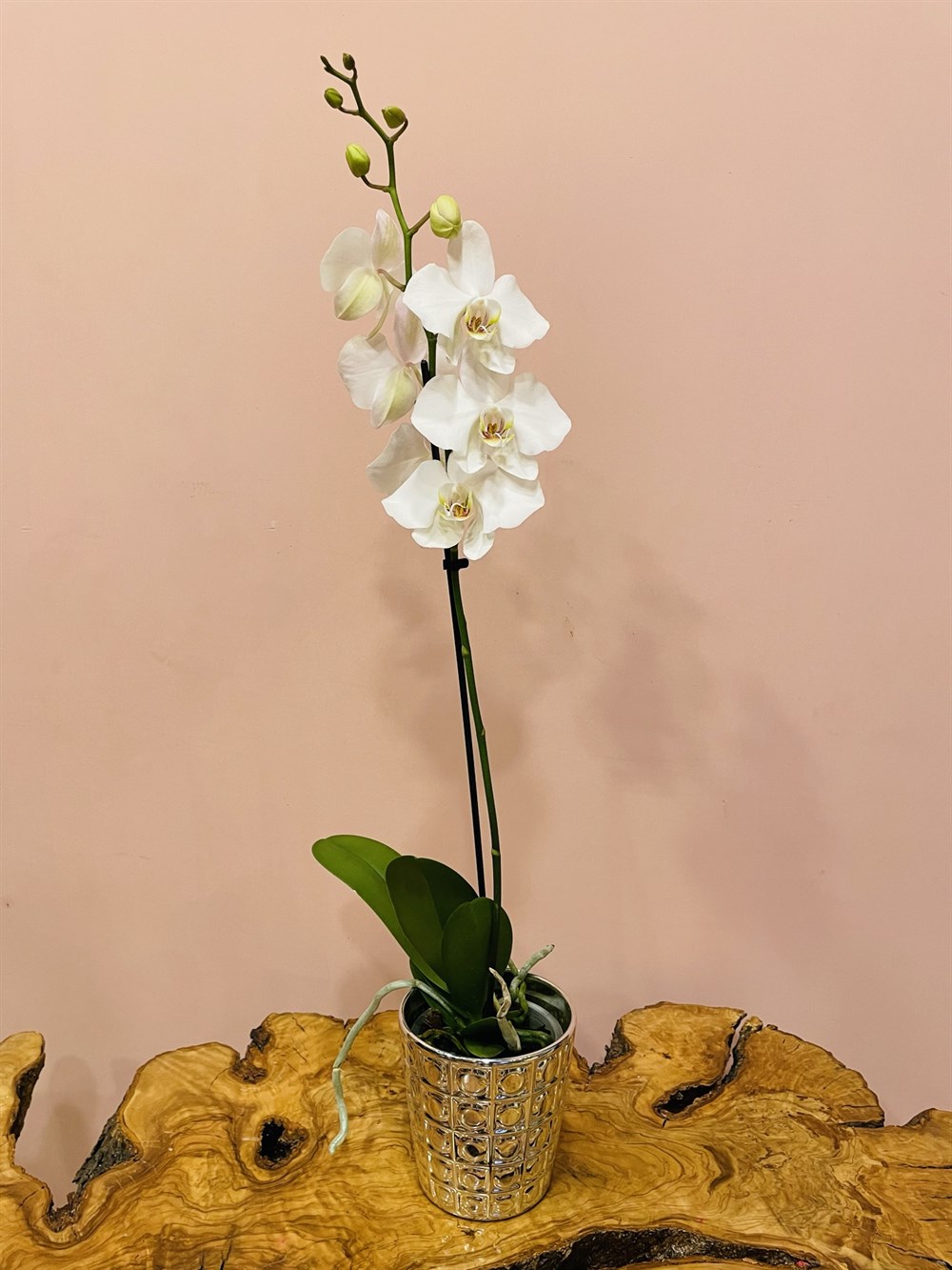 Beyaz Tek Dal Orkide