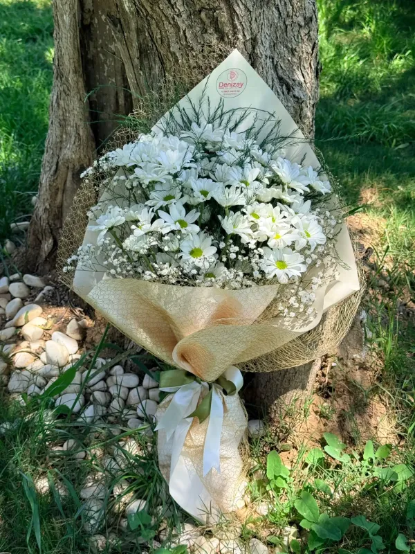 Papatya Işıltısı