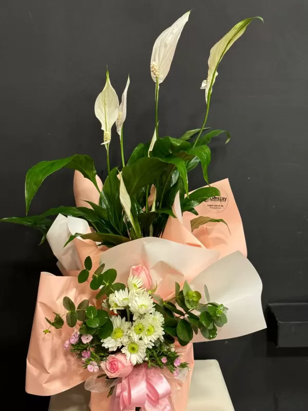 Spathfilyum(Barış Çiçeği)